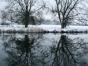 Two trees mirrored in still water, an image of reflection and the inner awareness at the heart of IFS-informed coaching