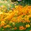 Thumbnail: Cosmos Flower Garden Pollinator Seeds
