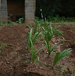 Sprouting