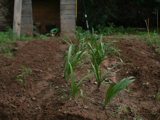 AGRONOMY