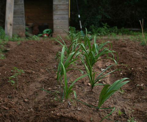 Sprouting