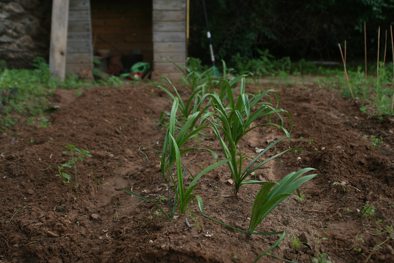 Sprouting