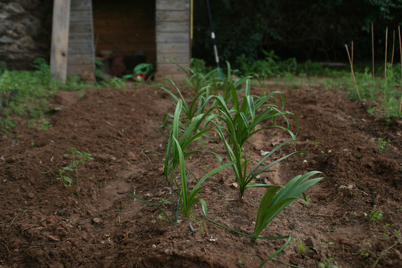Sprouting