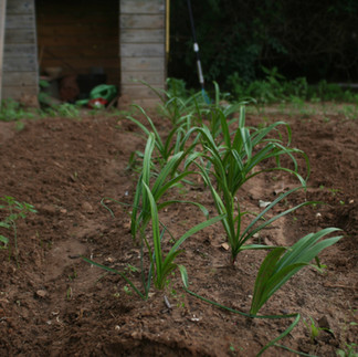 Prenez votre temps pour vos semis de février