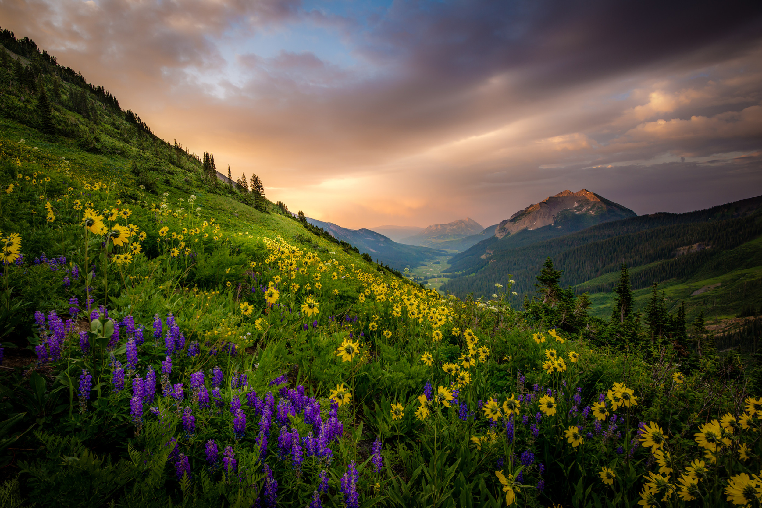 Crested Butte Colorado Wildflower Photography