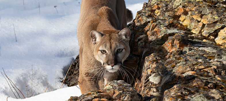 Mountain lion crouches on a rocky ledge beside snow, staring ahead in a cold winter mountain scene.
