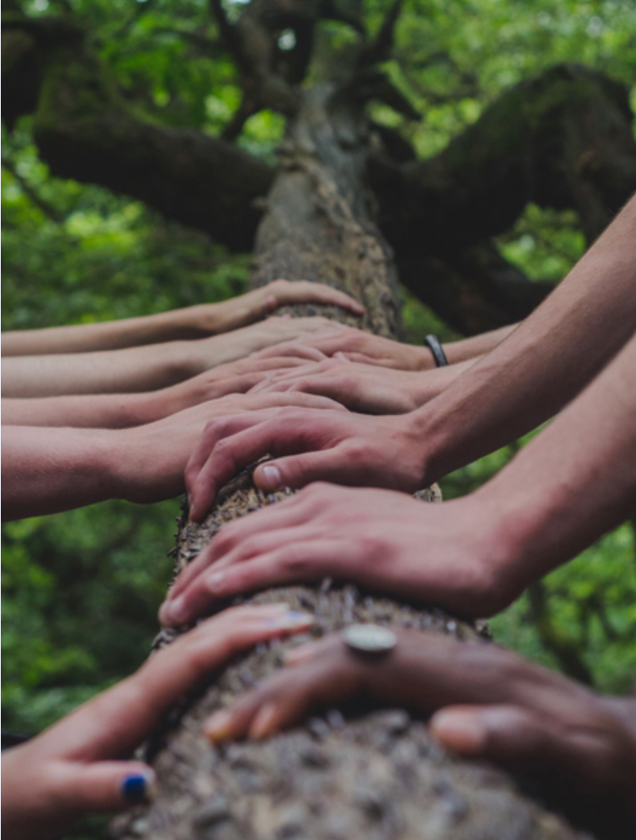Multiple hands from a diverse group of people rest together along the trunk of a tree, surrounded by lush green forest, symbo