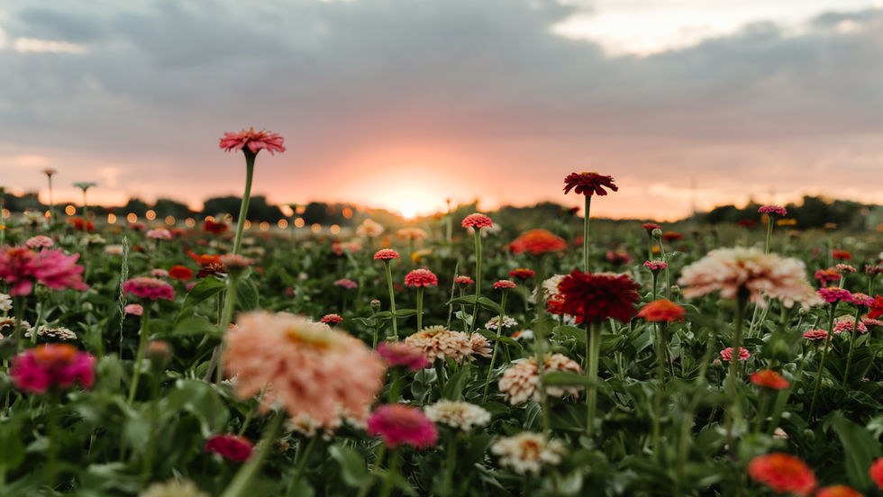 Guide to Montana u-pick flower farms, featuring colorful blooms like zinnias, dahlias, and sunflowers ready for hand-picking