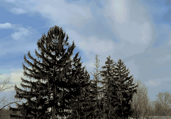 tree gif .gif