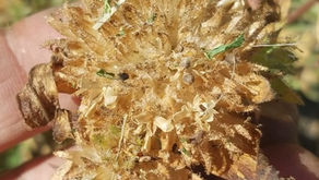 Seed saving for swaps and community planting projects