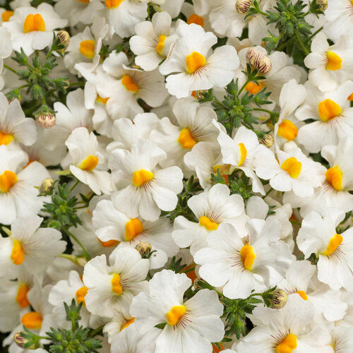 Thumbnail: Nemesia