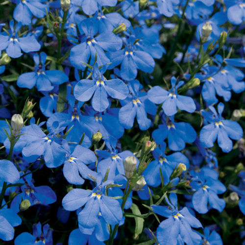 Thumbnail: Lobelia