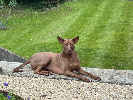 น้อง Bottons หมาไทยของ Liam Gallagher ได้นามสกุลแล้ว