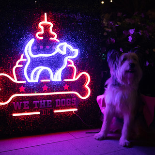09072019_WeTheDogsBiPawtisanMarch_NavyYa