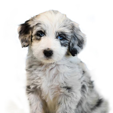 bordoodle puppies for sale