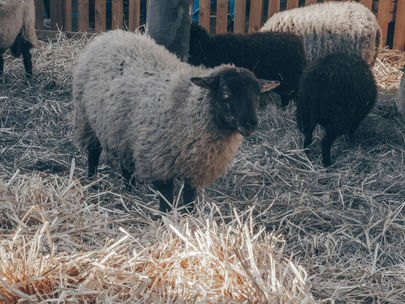 ¡Victoria con un precio doloroso!