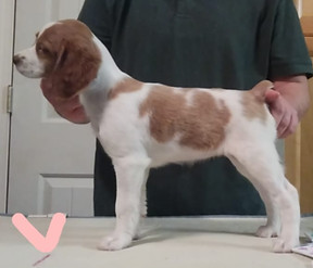Venus 7 weeks.jfif