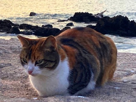 Why I Created the Cats of Essaouira Calendar