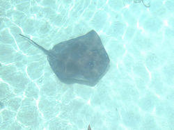 stingray guanaja.jpg