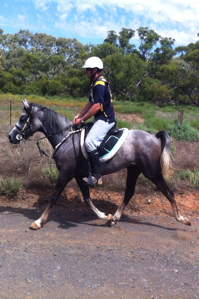 About Archer Equine