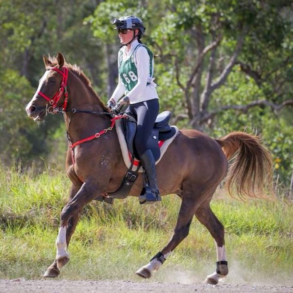 About Archer Equine