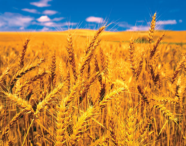 wheat.jpg