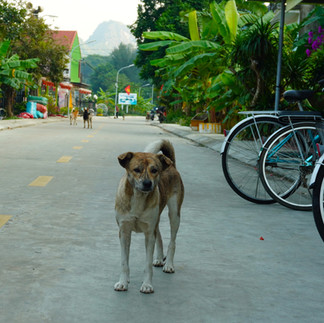 Streuner auf der Insel Cat Ba.