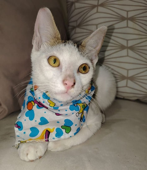 Gato