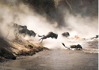 Maasai Mara - The Great Migration !