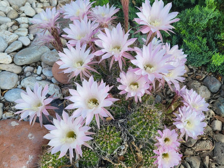 April 13 From Streams in the Desert by Mrs. Charles Cowman