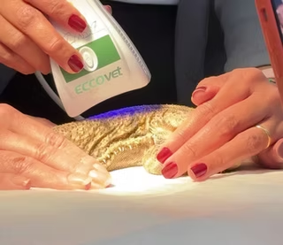 Aplicação de Fototerapia em animal exótico