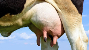 Ozonioterapia no tratamento da mastite bovina: uma alternativa promissora para reduzir o uso de antimicrobianos