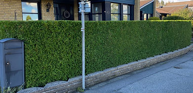 Häckklippning Skåne