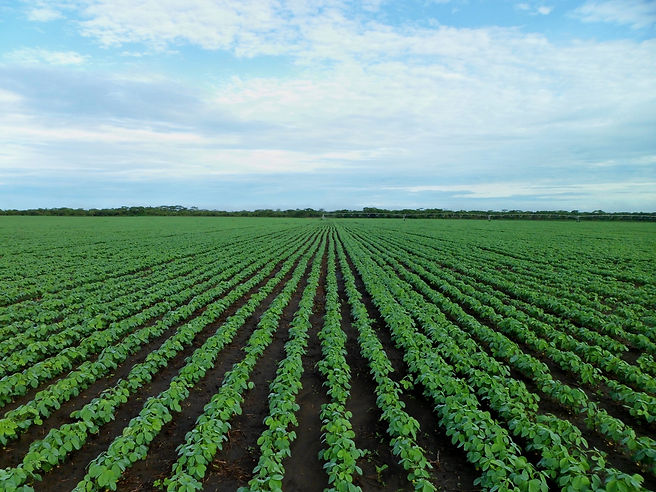 soybean-field-1610754.jpg