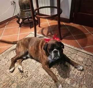 Akille scomparso e ritrovato da Orme Urbane.jpg