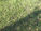 Walnuts and Wooly Worms