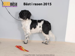 He_Grizzlie_junior_vinare_nordisk_vinnare_2015_kan_stå_till_Avel