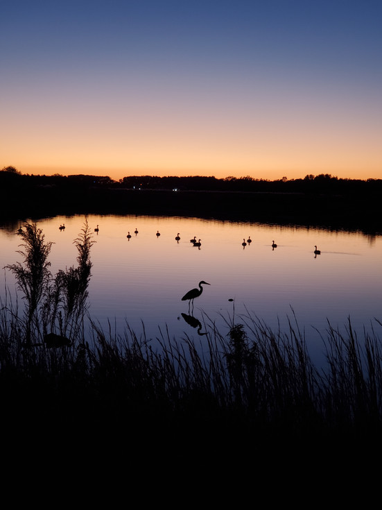 ducks and heron in the dark_88,64.jpg