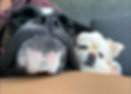tierschutz.jpg