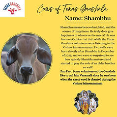 Shambhu means benevolent, kind, and the source of happiness. He truly does give happiness to whomever he meets! He was born on October 1st 2022 while the Texas Gaushala volunteers were listening to the Vishnu Sahasranamam. Two calfs were born shortly after Shambhu in December of 2022, and we were so surprised to see how quickly Shambhu matured and started to play the role of an older brother so well!