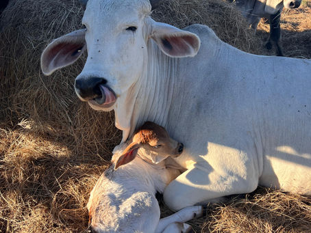 Support Non-Profits with Recurring Donations