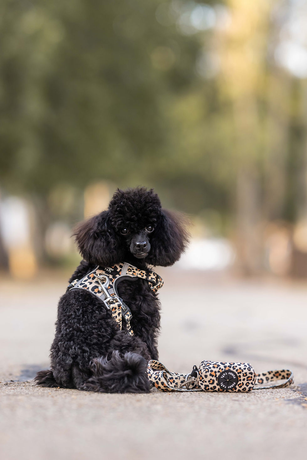 תמונה ממוזערת: 3 PIECES WILD ONE DOG BUNDLE