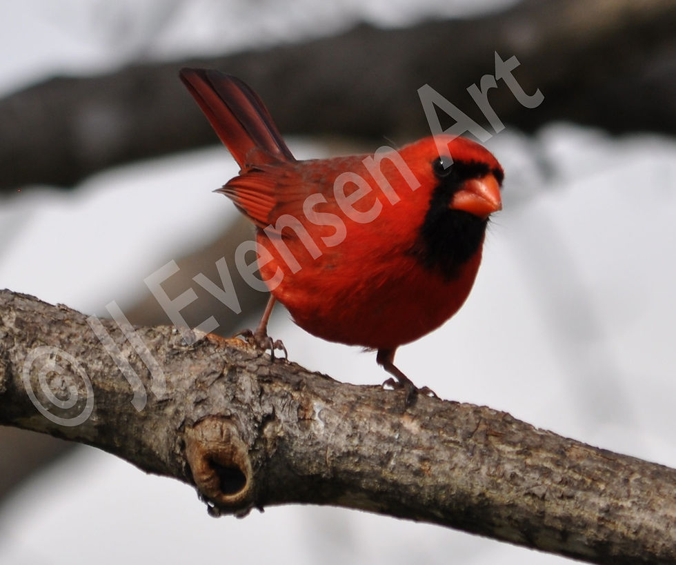Cardinal