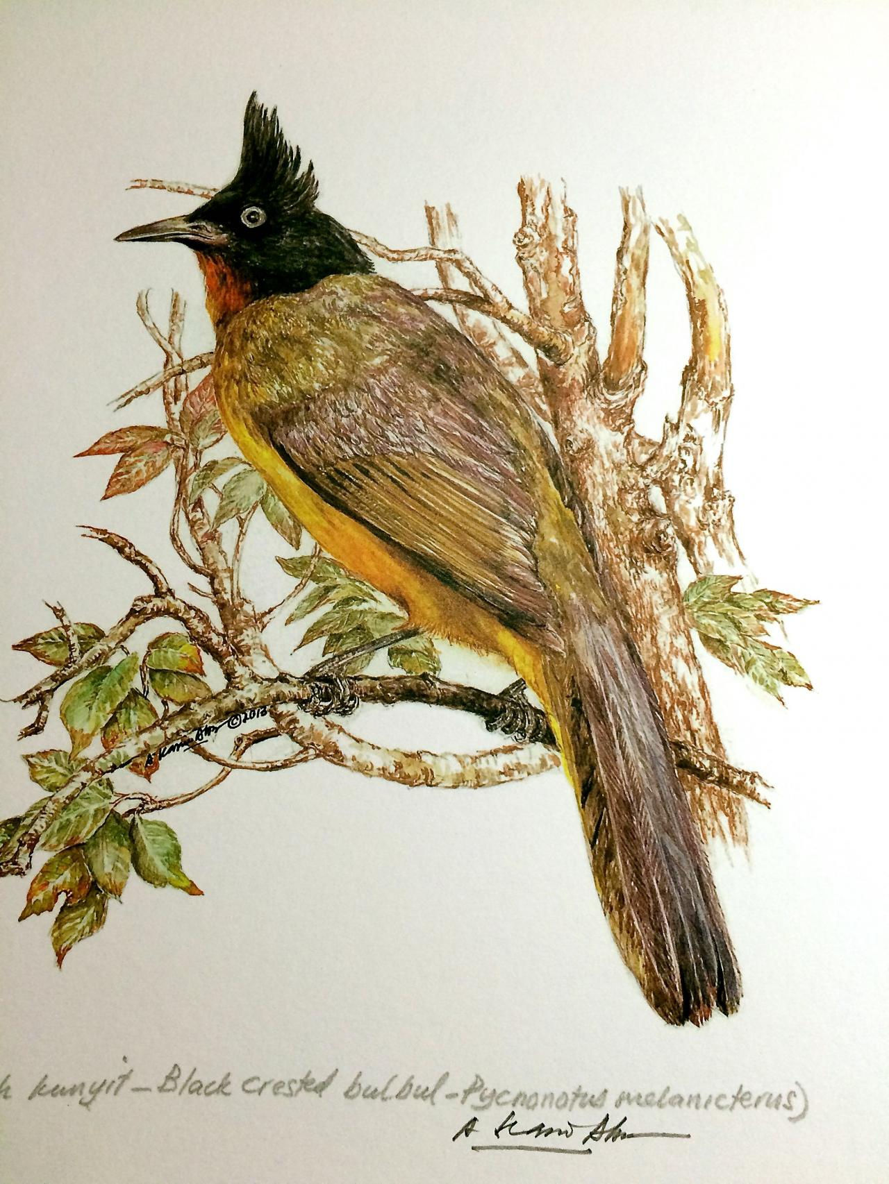 Birds of Malaysia: 5. Pycnonotus Flaviventris / Black Crested Bulbul/ Merbah Jam