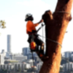 Tree Lopper Brisbane service climber lop