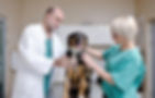 portrait of a veterinarian and assistant