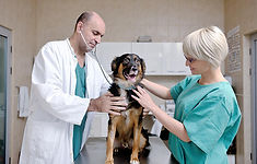 portrait of a veterinarian and assistant