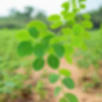Nahaufnahme von Moringa-Blättern auf einem Holzbrett