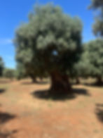 Olive tree