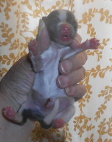 Tootsie-BlueTanParti-M-Belly-6-3-26.jpg